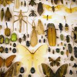 Triplehorn Insect Collection: See millions of six-legged specimens at Ohio State’s Museum of Biological Diversity