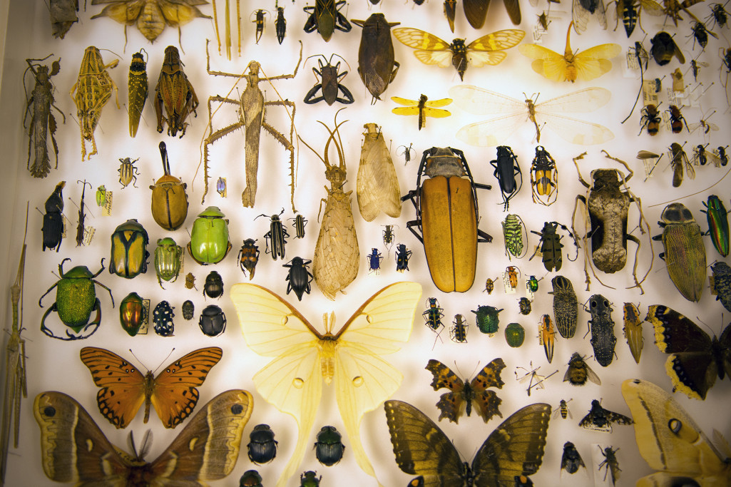 Triplehorn Insect Collection: See millions of six-legged specimens at Ohio State’s Museum of Biological Diversity