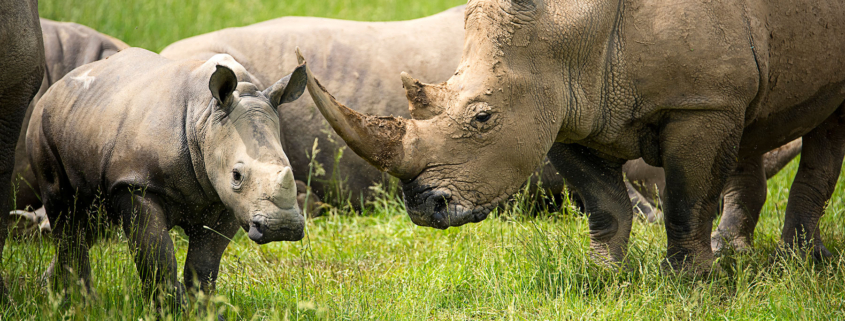 The Wilds: Escape to an African savanna in southeast Ohio