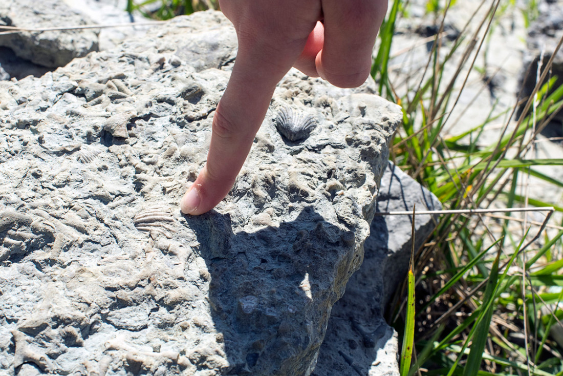 Caesar Creek State Park; Discover Ohio's most fertile fossil field