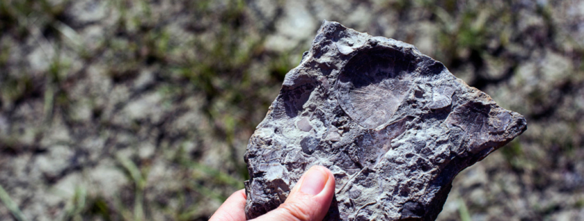 Caesar Creek State Park; Discover Ohio's most fertile fossil field