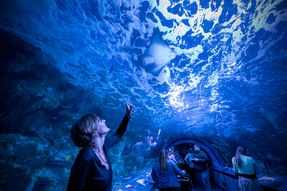 Newport Aquarium: One of the nation’s finest fishy exhibits