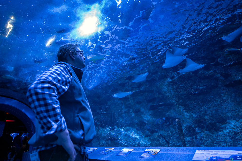 Newport Aquarium: One of the nation’s finest fishy exhibits