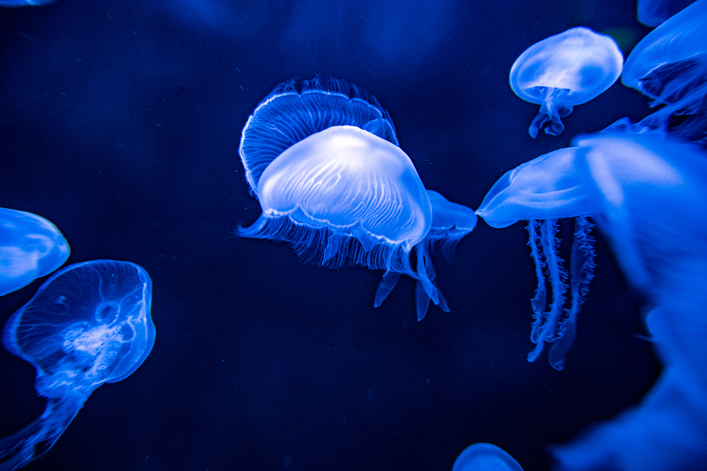 Newport Aquarium: One of the nation’s finest fishy exhibits