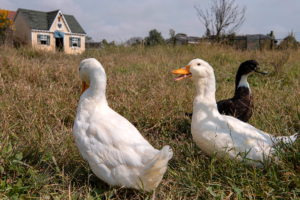 Sunrise Sanctuary: Hit it off with a hog at this refuge for neglected farm animals in Marysville