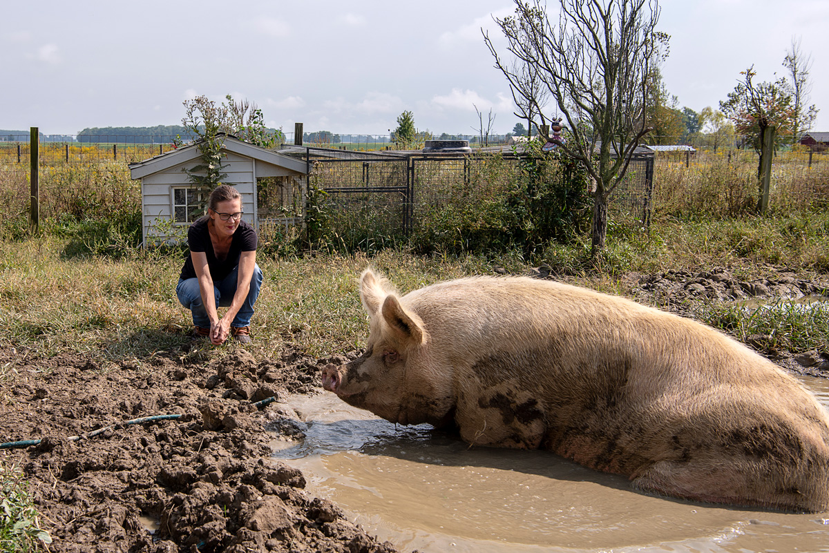 Sunrise Sanctuary: Hit it off with a hog at this refuge for neglected farm animals in Marysville