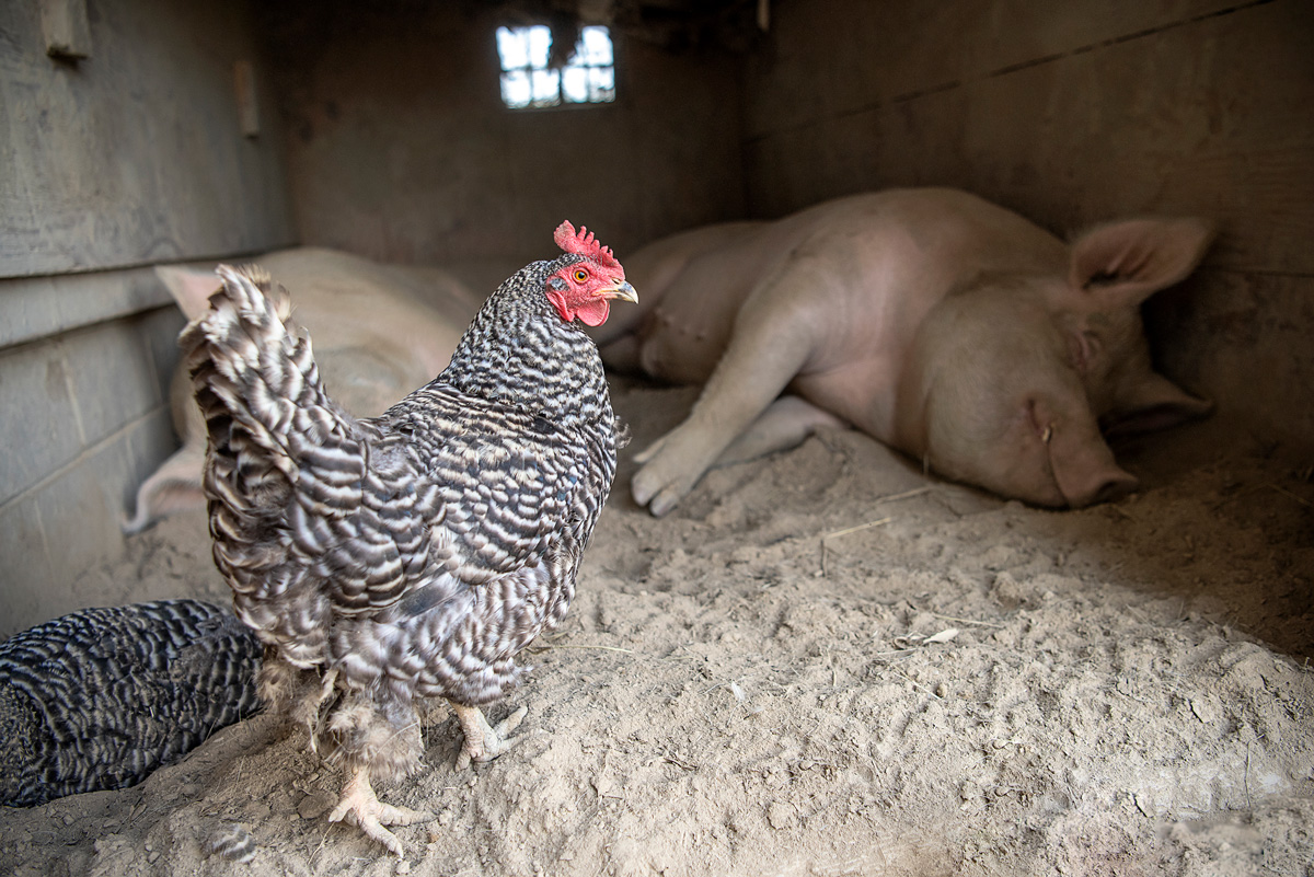 Sunrise Sanctuary: Hit it off with a hog at this refuge for neglected farm animals in Marysville