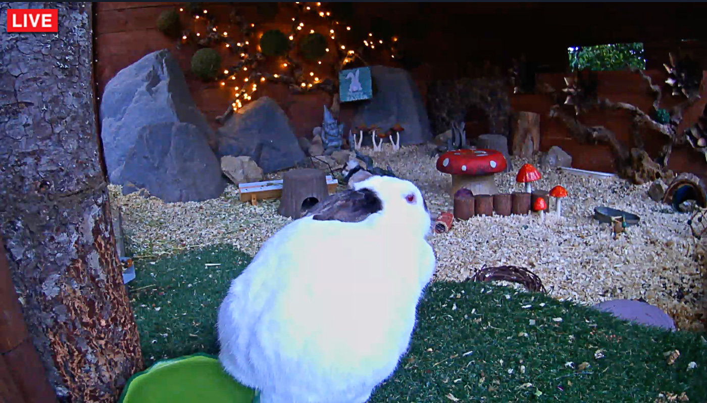 Critter Cam, Tustin, Calif.