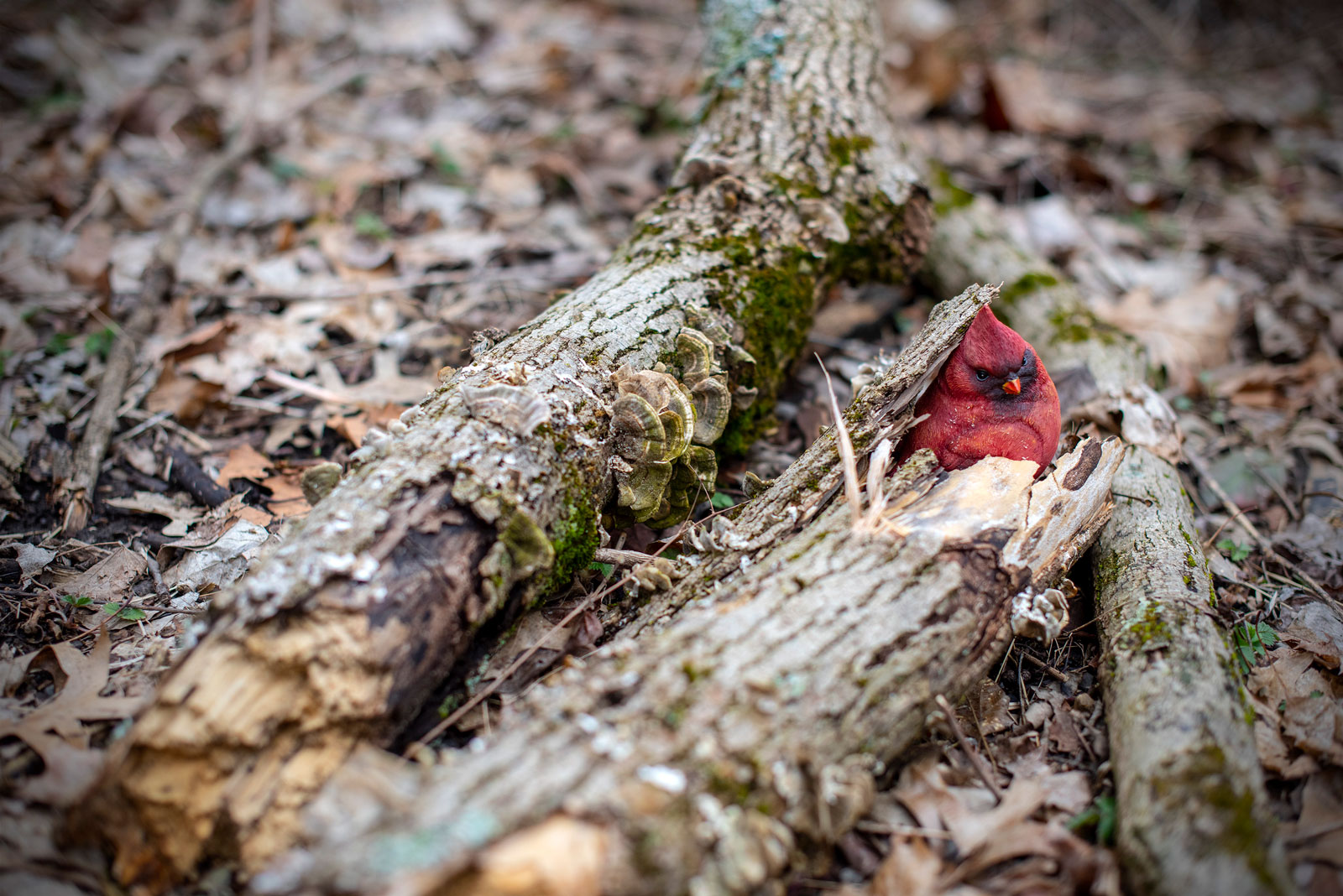 Seek and find on Walhalla by Wendy Pramik