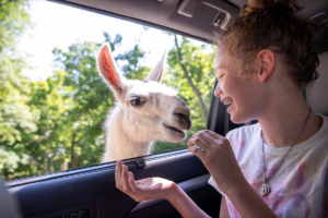 Befriend the beasts that roam The Farm at Walnut Creek