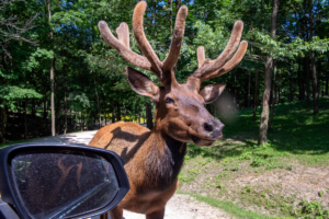 Befriend the beasts that roam The Farm at Walnut Creek