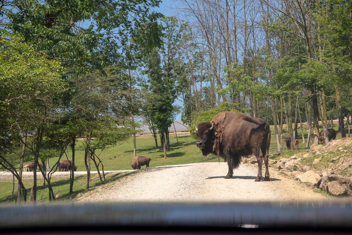 Befriend the beasts that roam The Farm at Walnut Creek