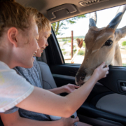 Befriend the beasts that roam The Farm at Walnut Creek