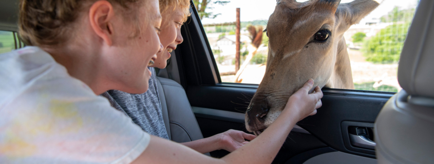 Befriend the beasts that roam The Farm at Walnut Creek